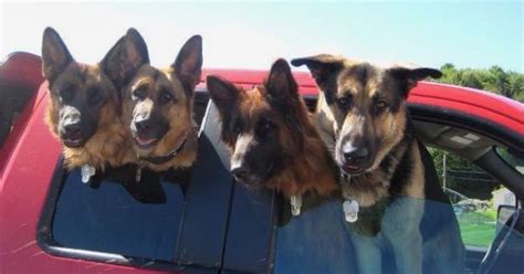 Dogs In A Truck Dogs Love Them Pinterest German Shepherds