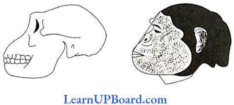 NEET Biology Notes – Evolution – Learn UP Board