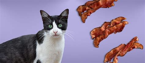 Can Cats Eat Bacon The Risks And Dangers