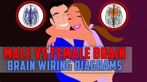 Brain Wiring Diagram | more wiring