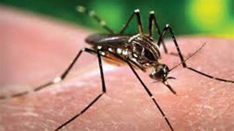 Second Time Dengue Cases On The Rise In Bengaluru Second Time Dengue