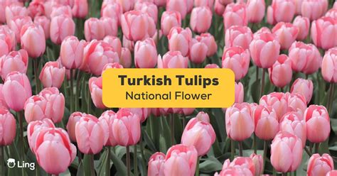 Turkish Tulips: The Beautiful National Flower Of Turkey - ling-app.com