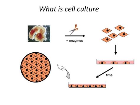 PPT - Mammalian Cell Culture PowerPoint Presentation - ID:2187354