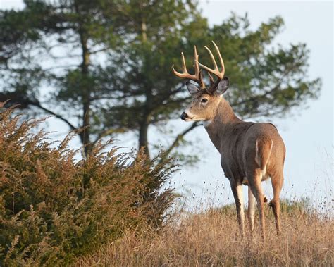 With SARS-CoV-2 spreading in deer, state health officials urge extra