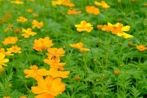 Cosmos De Enxofre Ou Cosmos Laranja No Jardim Linda Focagem Seletiva