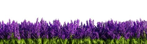 Lavender isolated on transparent background. 3D rendering illustration ...