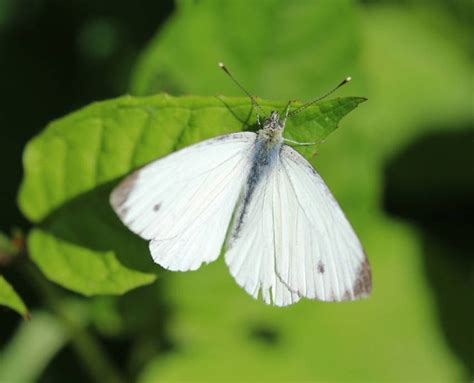 A Veggie Gardeners Guide To Cabbage Moths Butterflies And