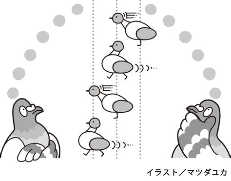 ハトの首振りは何のため？ 身近な鳥の不思議 山と溪谷オンライン