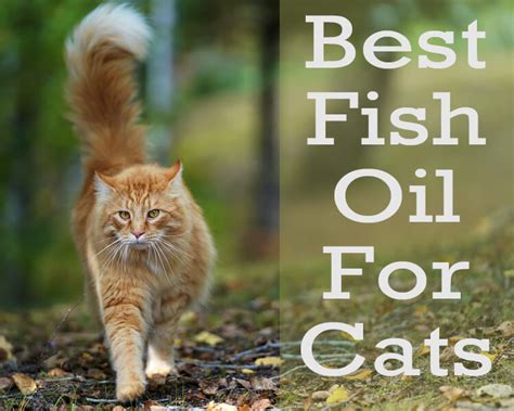 The 7 Best Fish Oils For Cats 2024 - Cat Mania