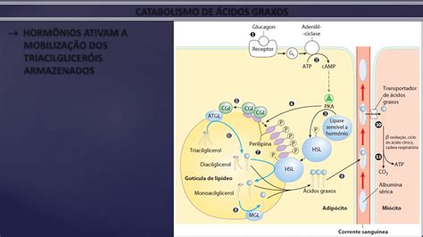 O Transporte Da Amonia Produto Do Catabolismo - Aula 9 Bioquímica Enfermagem UFAC Catabolismo de Ácidos Graxos ...