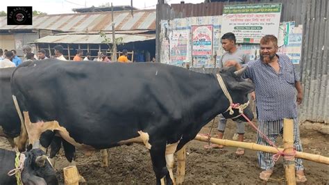 আজ মঙ্গলবার ২১ মার্চ২৩ হায়দার ভাই কত টাকা মন দরে মাংসের ওজন সহ গরু কিনলেন খোঁচাবাড়ী হাটে