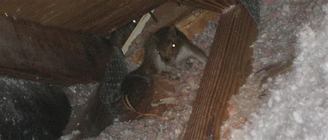 What should I do if I find a nest of squirrels in the attic?