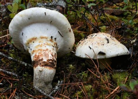 American Matsutake: Identification, Foraging, and Concerns - Mushroom ...