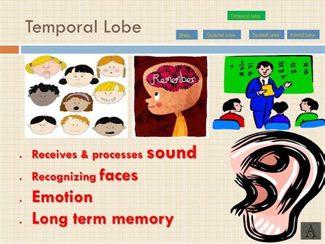 Ppt The Human Brain The Four Lobes Powerpoint Presentation Free