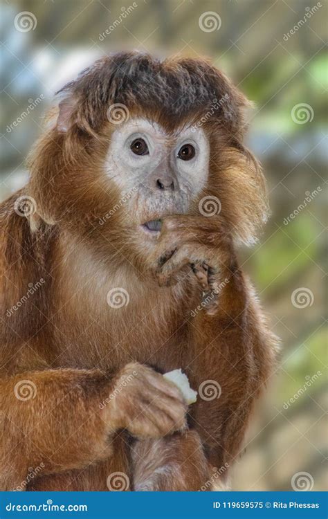 Close Up Of A Monkey With Brown Hair Which Stunned His Finger In His