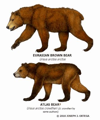 Atlas bear - Alchetron, The Free Social Encyclopedia