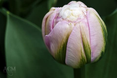 Ice Cream Tulip Double Late ACM Photography