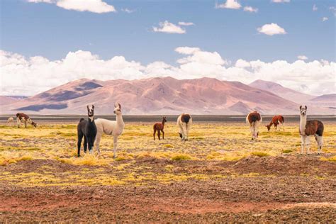 Atacama Desert Travel Guide