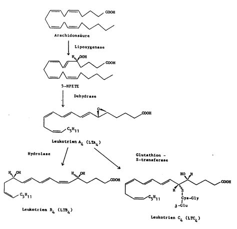 EP0416069B1 Neue Leukotrien B 4 Derivate Verfahren Zu Ihrer