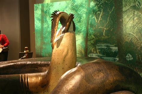 Titanoboa | Taken at the Smithsonian Natural History Museum.… | Flickr