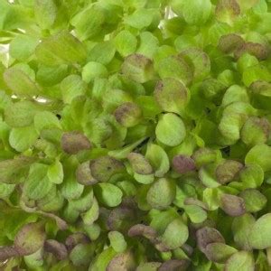 Airex Lettuce Salad Romaine Red Microgreen Seeds Pack Of Avg