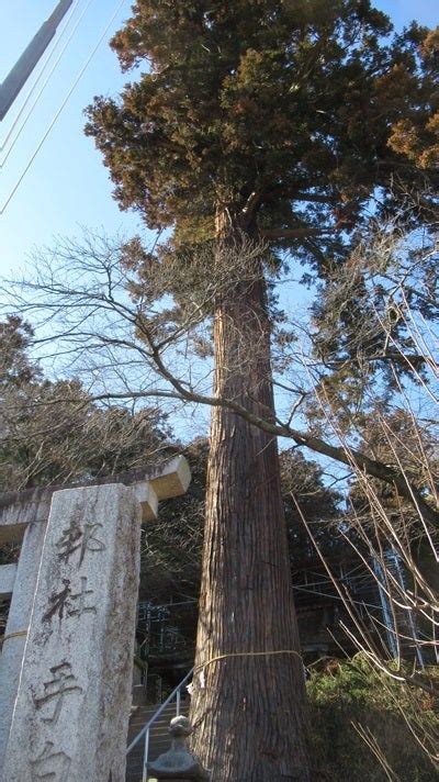 嵐山町吉田にある大杉（嵐山町指定の天然記念物） Klb嵐山・みけねこのブログ