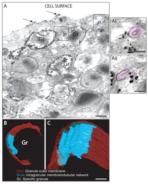 Secretory Granules Are Highly Labeled For Cd63 And Show Membranes