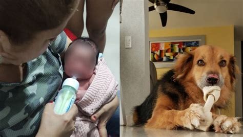 Il Cane Apollo Tira Il Guinzaglio Della Sua Proprietaria E Fa Ritrovare