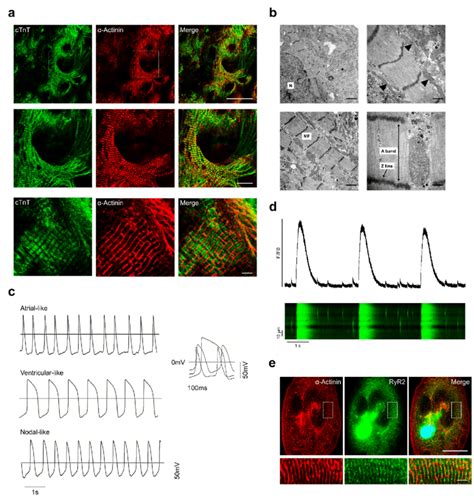 Structural And Functional Characterisation Of Sulindac Derived