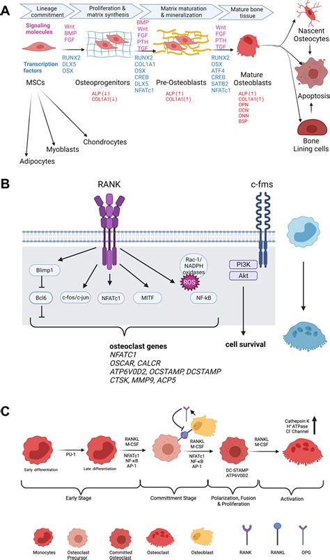 The Phytochemical Plumbagin Reciprocally Modulates Osteoblasts And