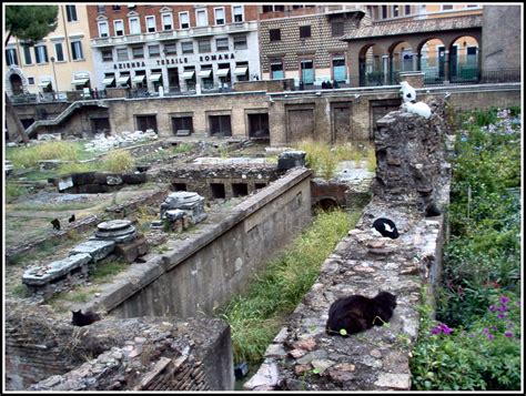 I Gatti De Largo Di Torre Argentina Roma Altro Scorcio Flickr