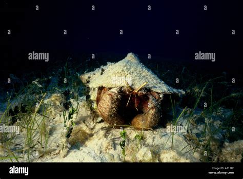 A Giant Hermit Crab Petrochirus Diogenes In A Bed Of Sea Grass In The