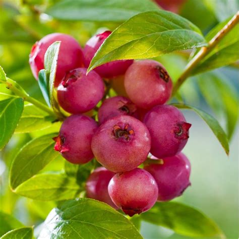 Pink Lemonade Blueberry Garden Plant Vaccinium Trade Gallon Pot Flowers