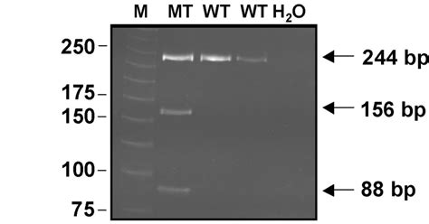 Confirmation Of The Mutation By Bamhi Digestion After Polyacrylamide