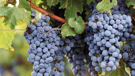 health benefits   unique grapes