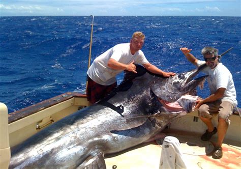 The Odd Story Of How A Noaa Scientist Calculated A Giant Marlins Age