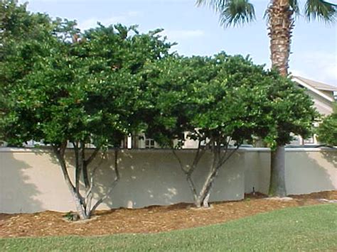 Ligustrum Ligustrum Japonicum Classic Medium Sized Multi Trunked