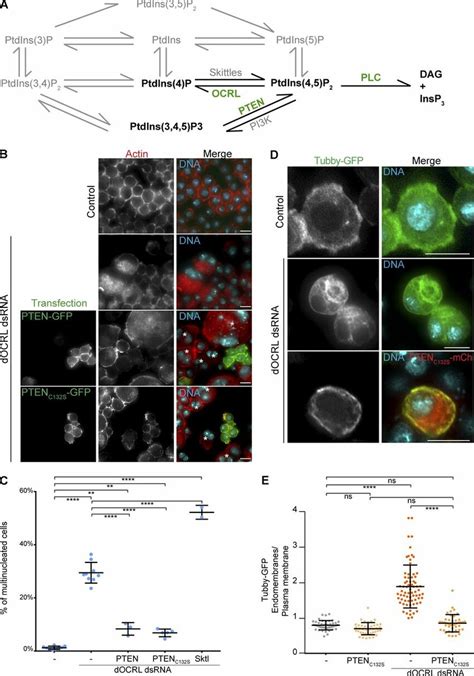 Pten Overexpression Prevents Cytokinesis And Ptdins P Homeostasis