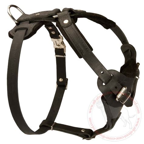 Buy American Bulldog Harness | Attack Training | Walking Dog