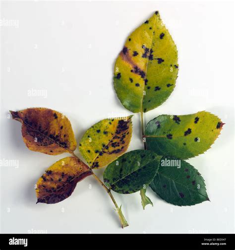 Rose bush leaves showing progressive state of blackspot disease Stock ...