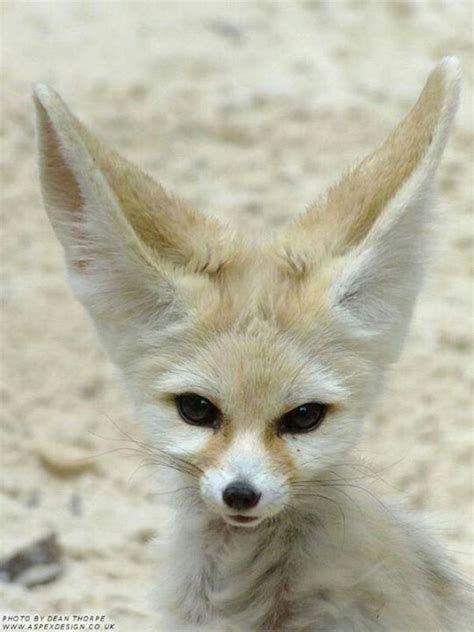 Fennec Fox Kitsune Fennec Fox Pet Animals And Pets Cute Animals Fox