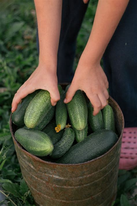 A Guide to Growing Perfect Greenhouse Cucumbers — Meadowlark Journal