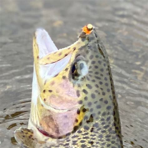 6 Flies Tungsten Hot Spot Hare S Ear Jig Head Fly Euro Nymph