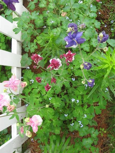 The Picket Fence - New England