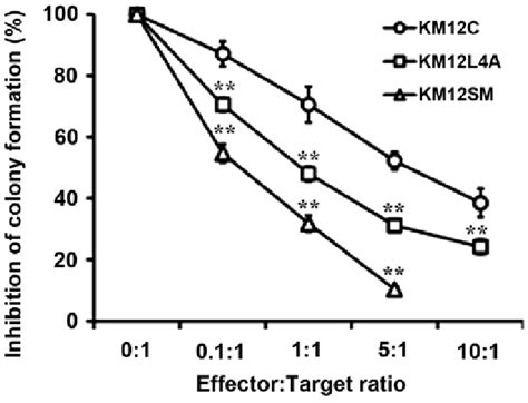 The Susceptibility Of A Primary Km12c Cells And Highly Metastatic