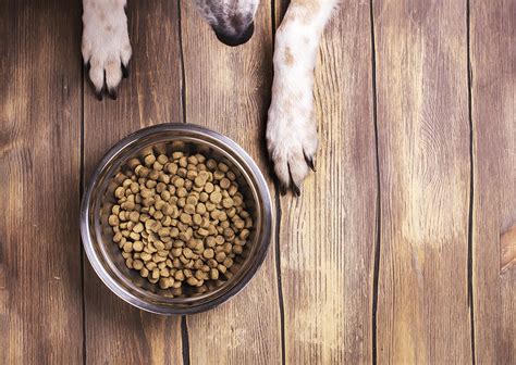 Trucos Para Elegir El Alimento M S Adecuado Para Nuestro Perro