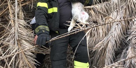 Precipita Per Metri In Un Dirupo Di Capo Milazzo Salvata Una