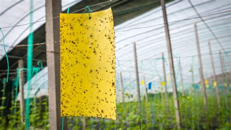 These Are the Right Ways to Get Rid of Flies Outside