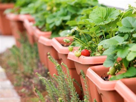 Erdbeeren Im Blumenkasten So Einfach Ernten Sie Leckere Fr Chte