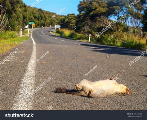 4 Dead Opossum Home Images, Stock Photos & Vectors | Shutterstock